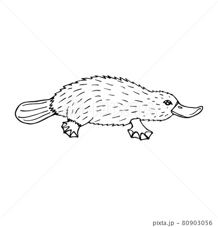 カモノハシ 絵のイラスト素材