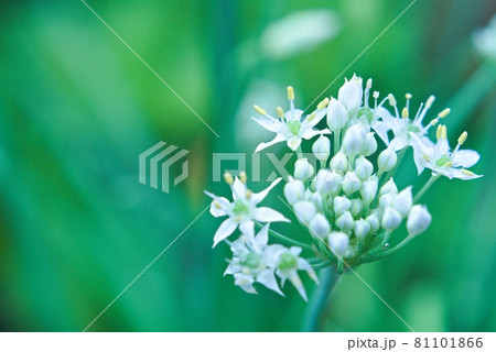 アリウムコワニー 白い花の写真素材