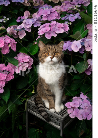 アジサイ 紫陽花 あじさい ネコの写真素材