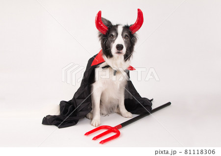 犬 コスプレ ハロウィン コスチュームの写真素材