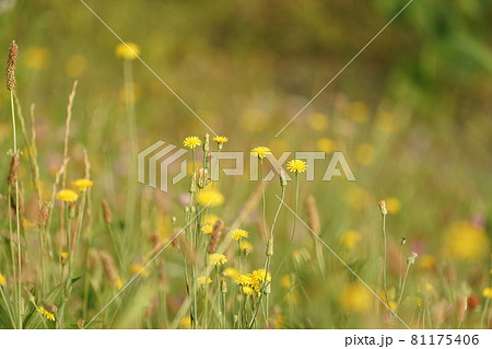 はらっぱ 野原 花畑 草原の写真素材