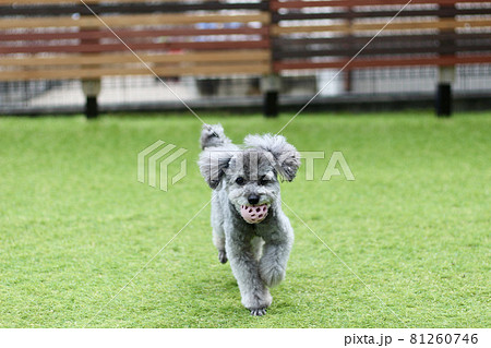 トイプードル 走る 犬 かけるの写真素材