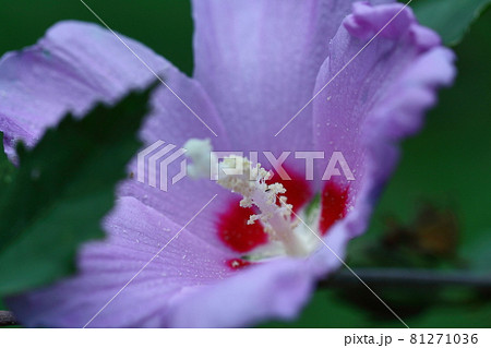 ハイビスカスに似た花の写真素材