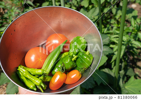 ピーマン畑 栽培の写真素材