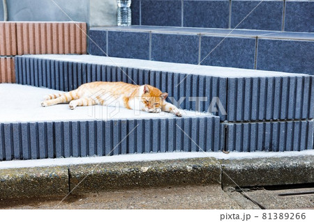 猫除けの写真素材 - PIXTA