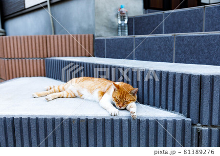 猫除けの写真素材 - PIXTA