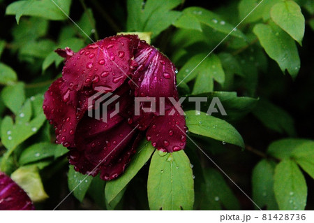 バラ 赤 花 赤黒の写真素材