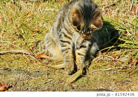 睨み合い 動物の写真素材