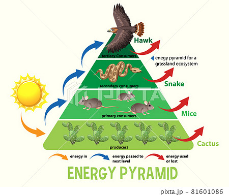 生態系ピラミッド 図のイラスト素材