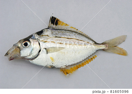 平たい魚の写真素材