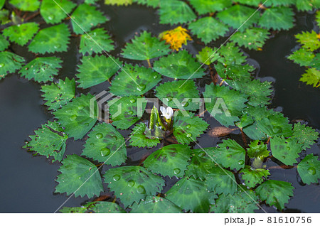 菱の葉の写真素材 - PIXTA