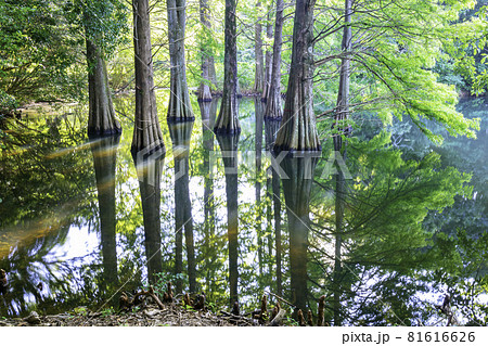 篠栗九大の森の写真素材 - PIXTA