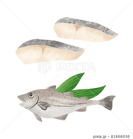 鱈のイラスト素材