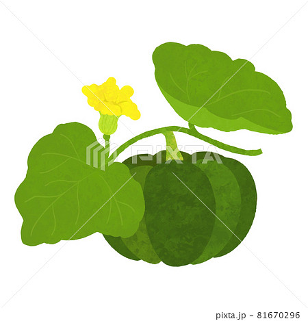 かぼちゃの花の写真素材
