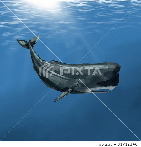 マッコウクジラのイラスト素材