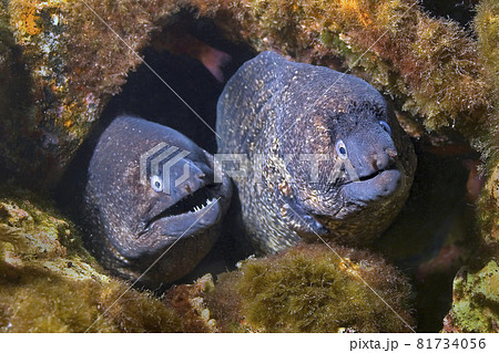 ウツボ 生態 うつぼ 魚類の写真素材