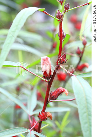 赤い茎 植物の写真素材