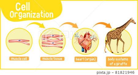 キリン 人体 解剖学 イラストのイラスト素材