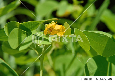 ケツメイシ 植物 マメ科 葉の写真素材