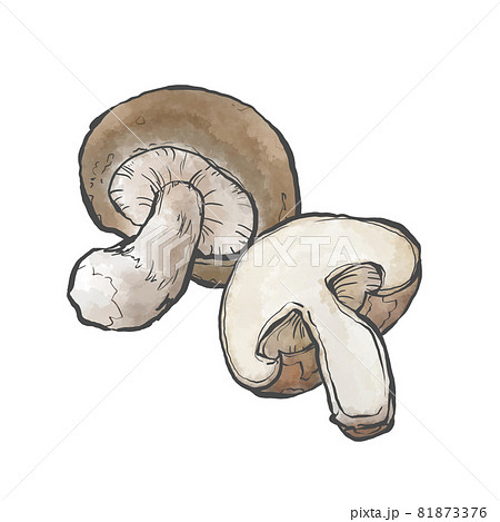 椎茸のイラスト素材