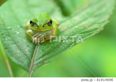 カエル 正面 蛙の写真素材