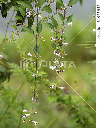 ヘクソカズラ つる性 雑草の写真素材