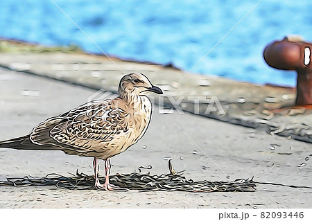 鳥 カモメ 海鳥 かわいいのイラスト素材