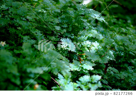 コンテリクラマゴケ シダ植物 シダ 植物の写真素材