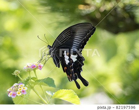黒アゲハチョウの写真素材