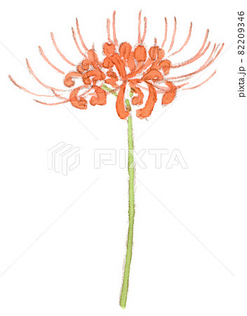 彼岸花 水彩画 花 植物のイラスト素材
