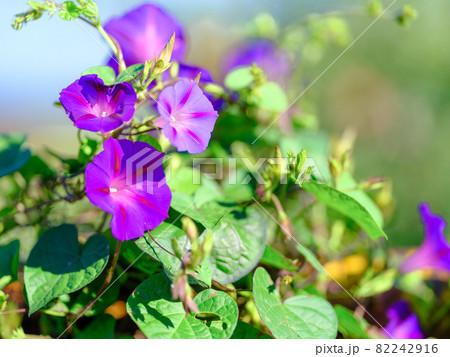 朝顔の写真素材集 ピクスタ 朝顔の写真素材集 ピクスタ