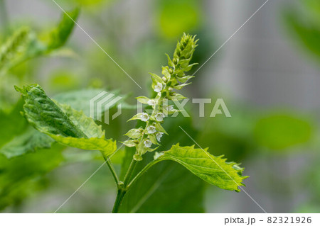 シソ 花穂 紫蘇 花の写真素材