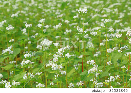 小さい白い花の写真素材