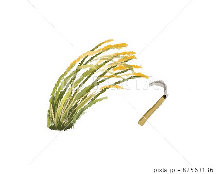 稲刈り 稲のイラスト素材