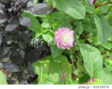 グローブアマランス 花の写真素材