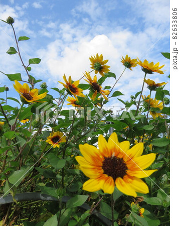 ひまわりに似た花の写真素材