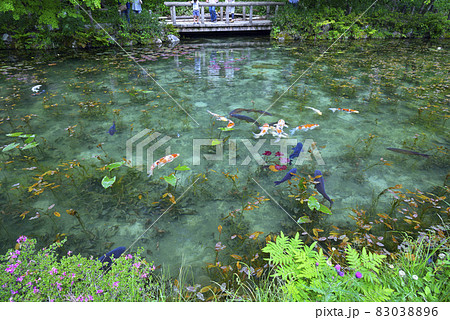 自然の風景 ハスの葉 モネの池 ハス 蓮の葉っぱ 蓮の葉の写真素材 - PIXTA
