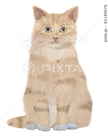 茶トラ猫のイラスト素材 - PIXTA