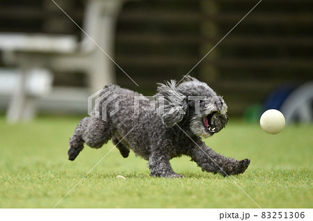 トイプードル 走る 犬 かけるの写真素材