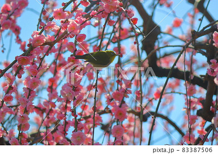 難波紅 梅の花の写真素材