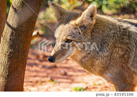 コヨーテの写真素材