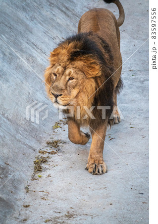 立派なたてがみの写真素材