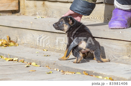 犬 子犬 生まれたて シェパードの写真素材