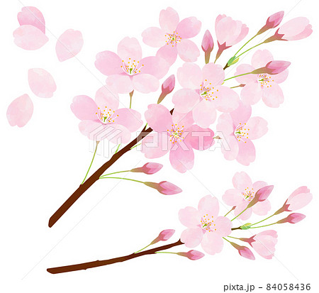 桜色のイラスト素材