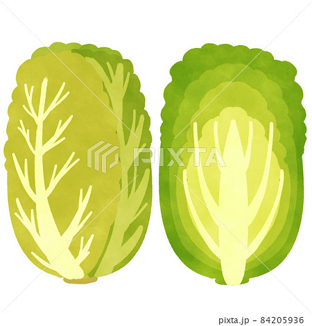 白菜のイラスト素材集 ピクスタ