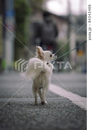 後姿 チワワ 犬の写真素材