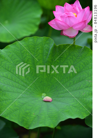 高田城 上越 高田 蓮の写真素材