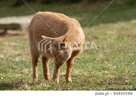 山羊の目の写真素材 山羊の目の写真素材