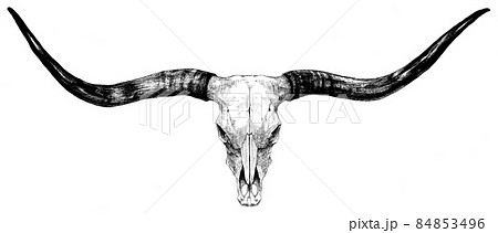 ウエスタンなテキサスロングホーンを精密描写で線画のイラスト素材