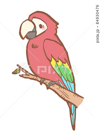インコ オウムのイラスト素材集 ピクスタ